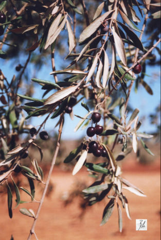 Oliven in einem Hain bei Afrin im Norden Syriens